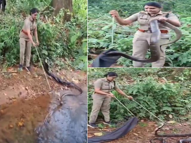 केरल की महिला फारेस्ट अफसर ने किस ट्रिक से आराम से पकड़ा किंग कोबरा केरल की महिला फारेस्ट अफसर ने किस ट्रिक से आराम से पकड़ा किंग कोबरा