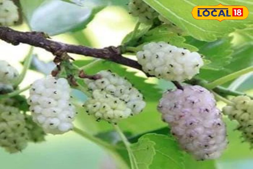 Mulberry 