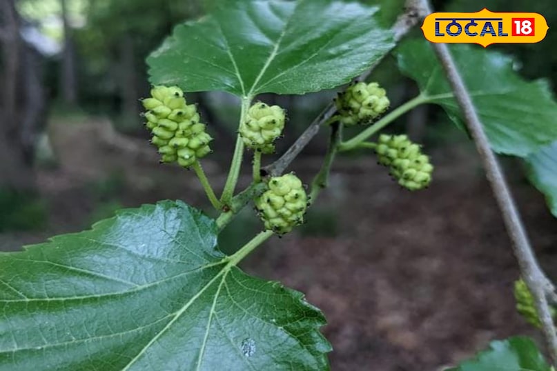 Mulberry 