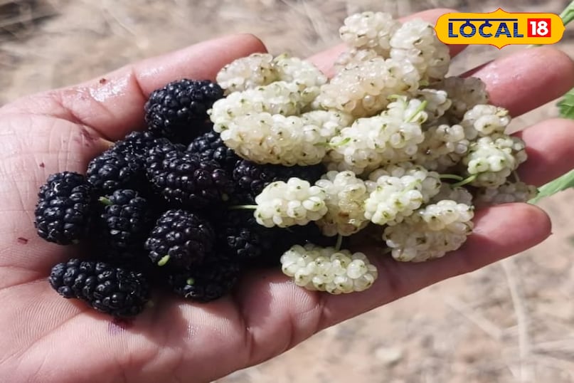 Mulberry Mulberry