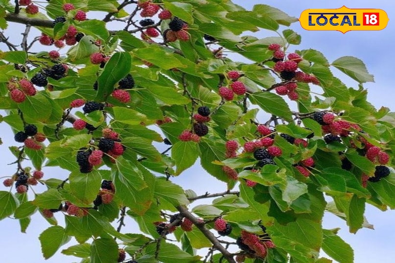 Mulberry 