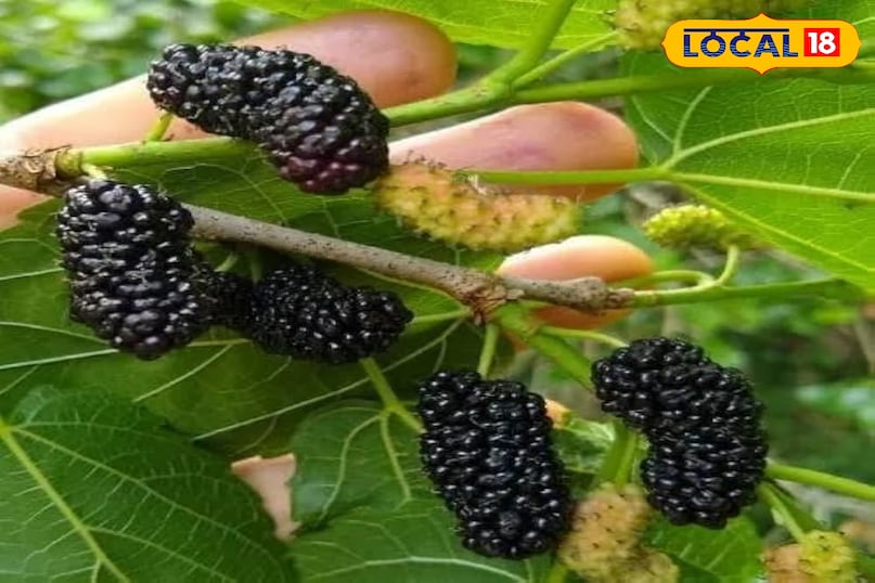 Mulberry 