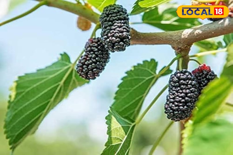 Mulberry 
