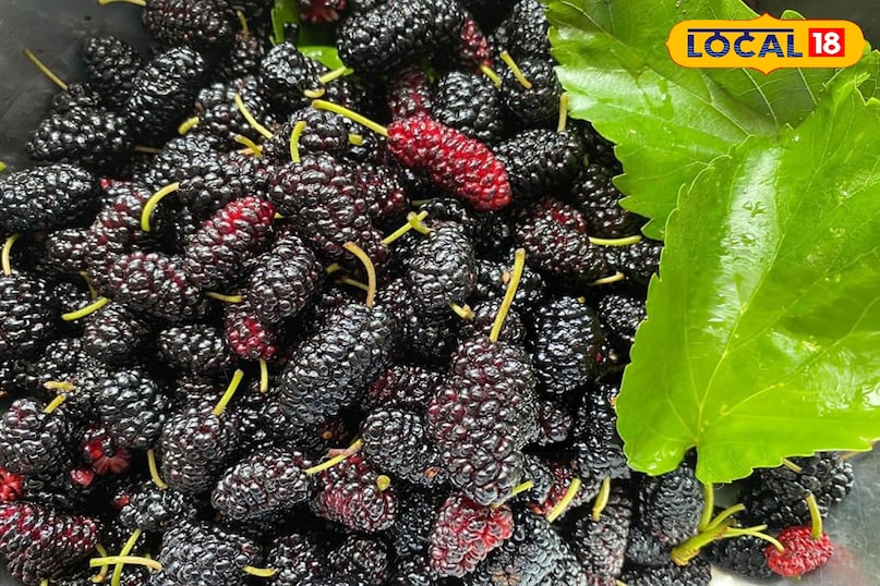 Mulberry 