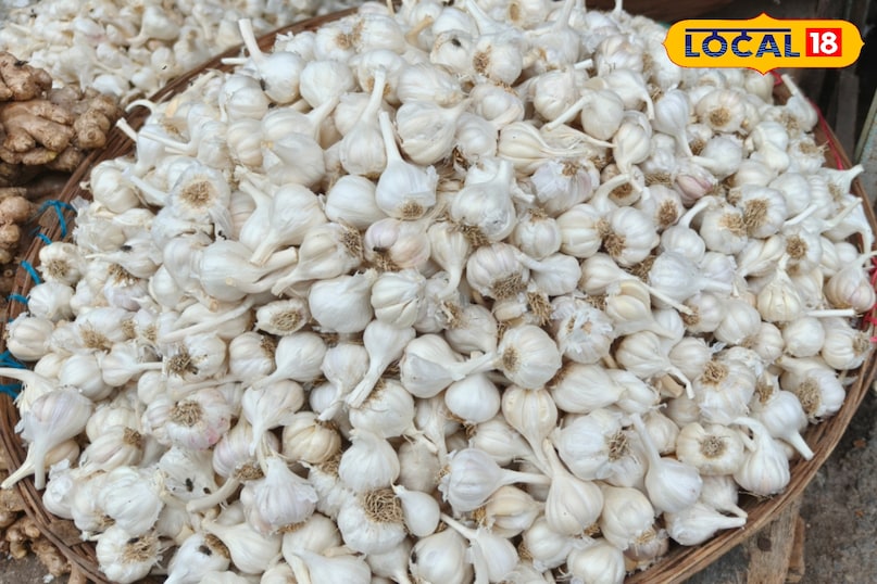 Garlic 