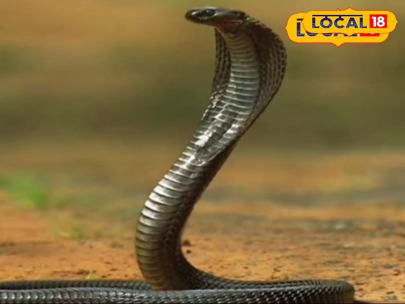 snake