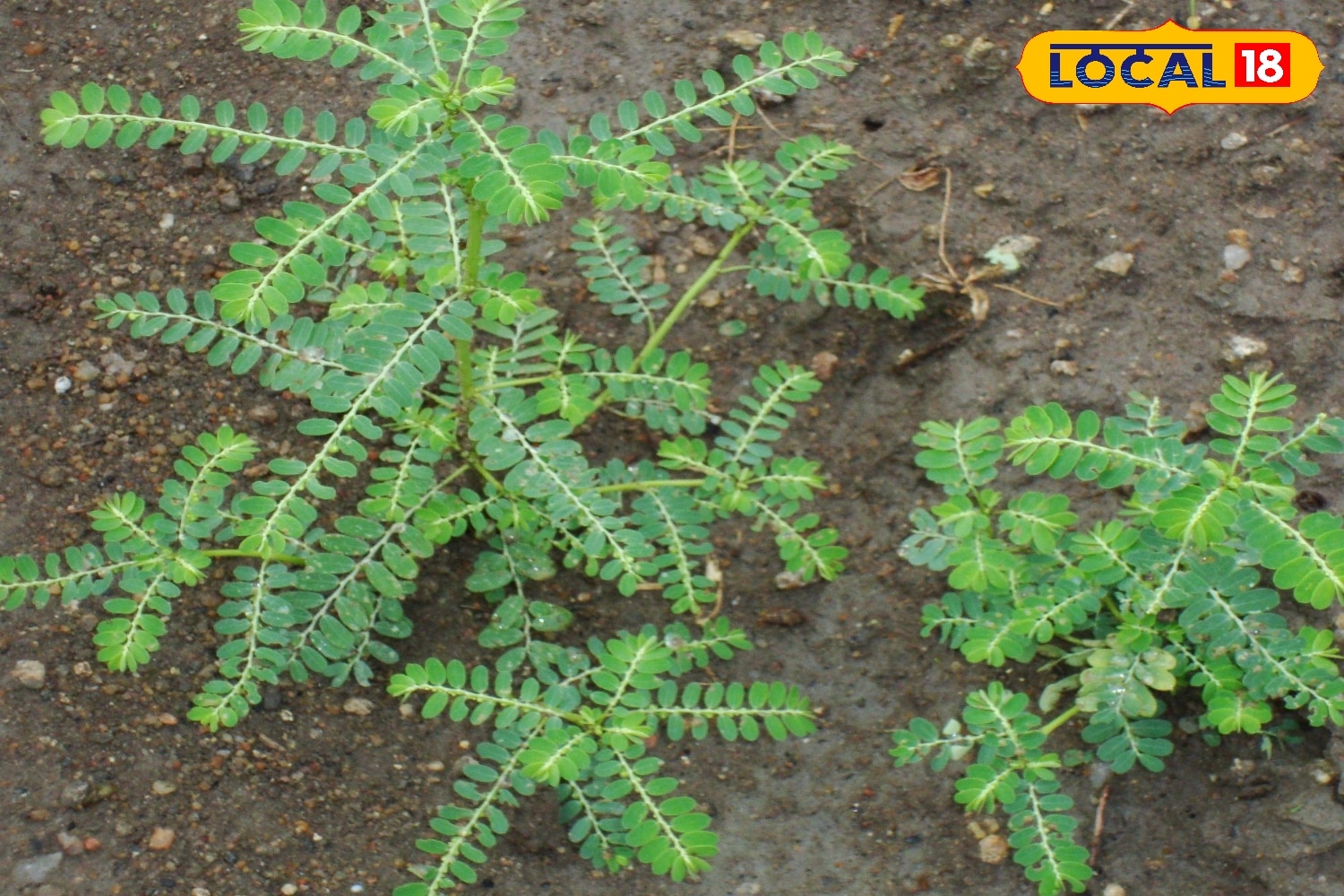 Medicine Gardening Plant: मानसून के समय गार्डन में लगाए यह पौधे, सुंदरता बढ़ाने के साथ आपके शरीर का भी रखेंगे ध्यान