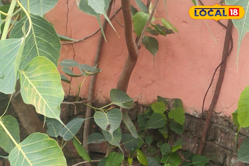 Peepal plant every part of every part of work, health tips health tips Amethi Uttar Pradesh News 18 Hindi
