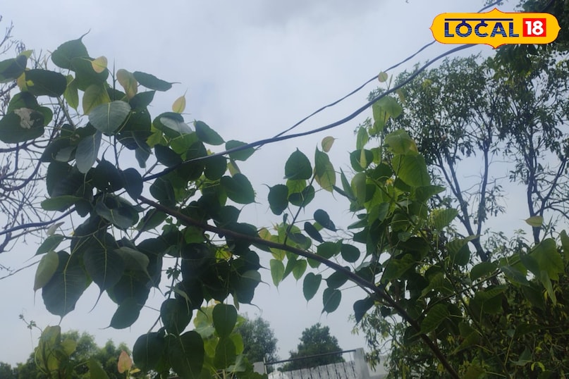 Peepal plant is beneficial qualities beneficial for health, Raj Amethi Health Tips Uttar Pradesh News 18 Hindi