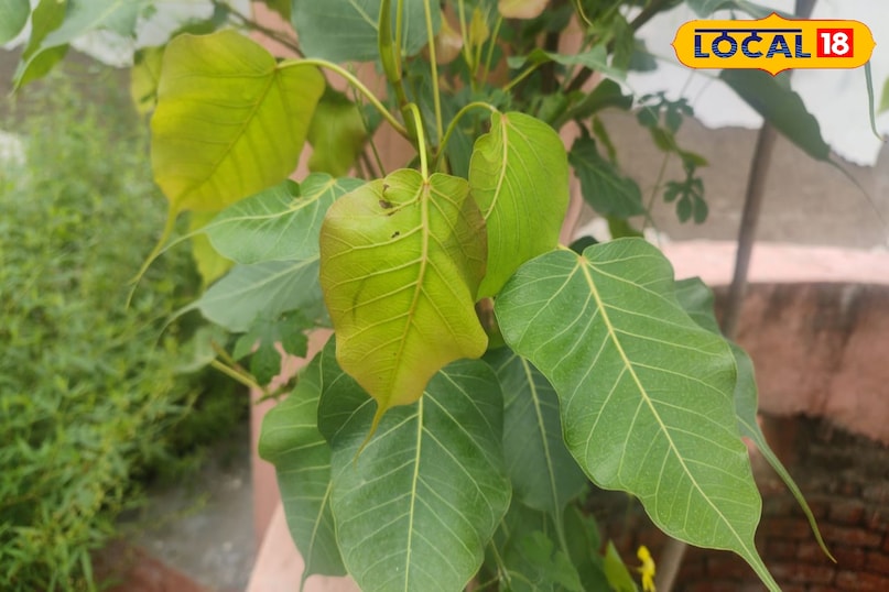 Peepal plant beneficial qualities to keep health fit for health, health tips Amethi Uttar Pradesh News 18 Hindi