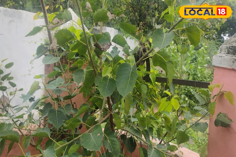 Peepal plant beneficial quality beneficial health tips for health Amethi Uttar Pradesh News 18 Hindi