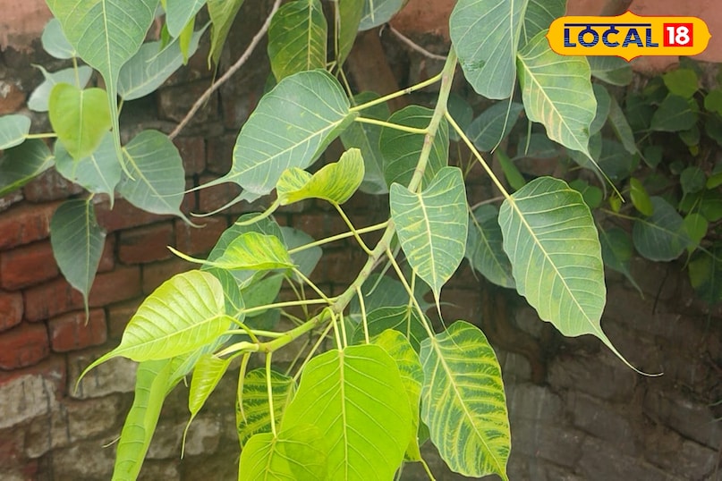 Peepal plant beneficial plant beneficial health properties Amethi Uttar Pradesh News 18 Hindi