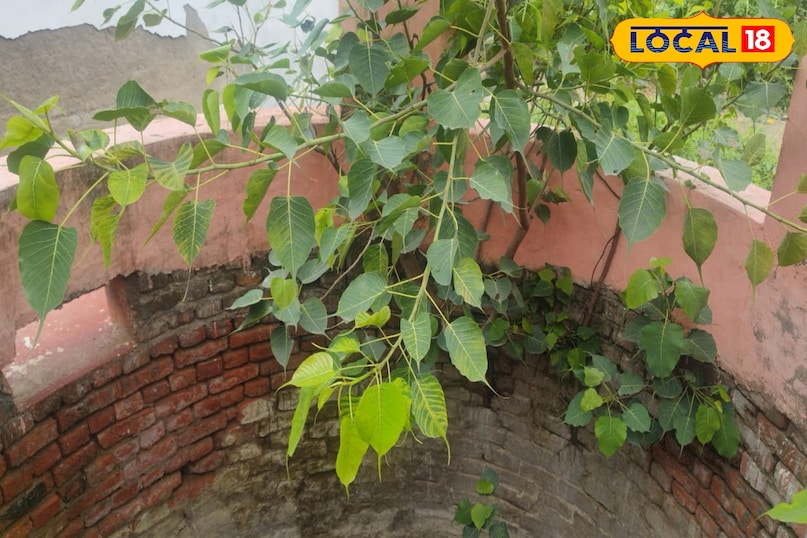 Peepal plant beneficial quality beneficial health tips for health Amethi Uttar Pradesh News 18 Hindi 