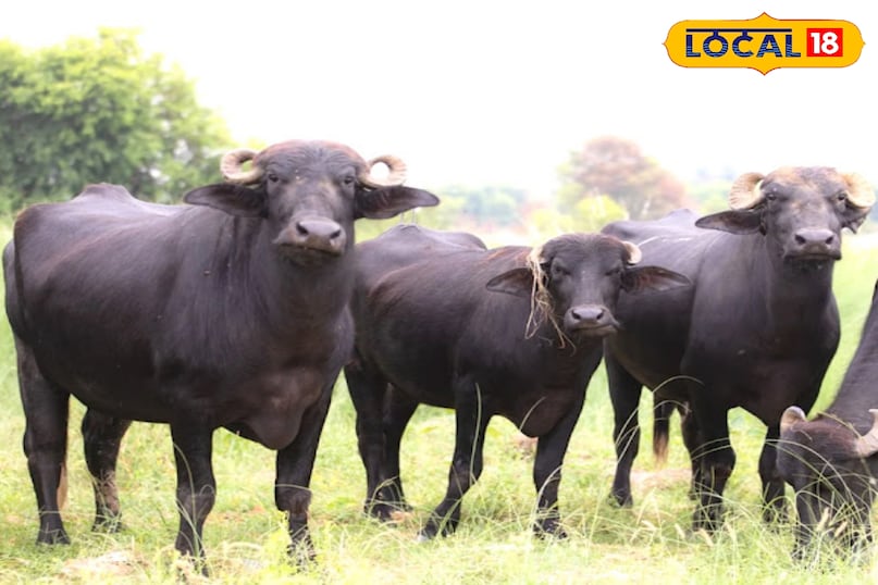 Subsidy For Buying Murrah Buffalo Subsidy For Buying Murrah Buffalo