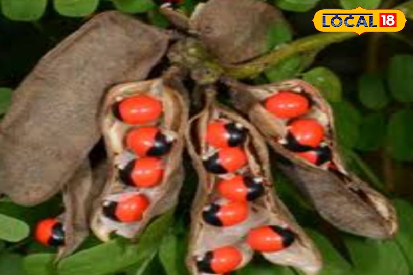 Gunja plant