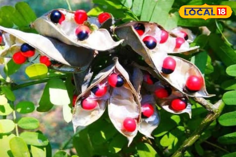 Gunja plant