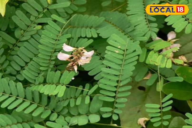Gunja plant