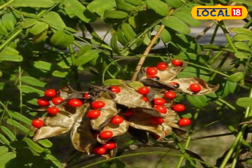 Gunja plant