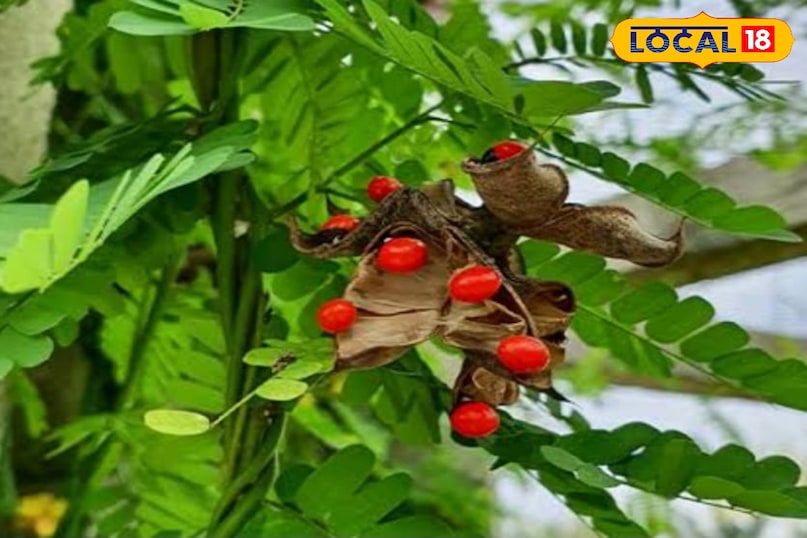 Gunja plant
