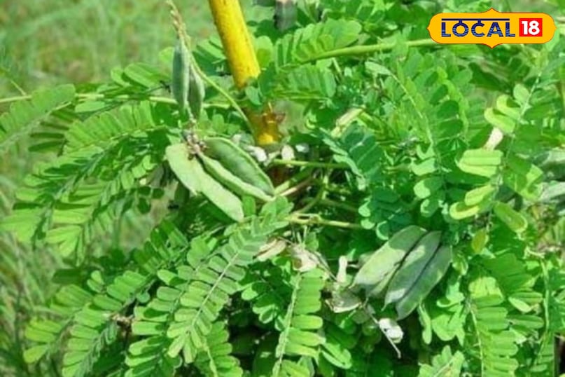 Gunja plant