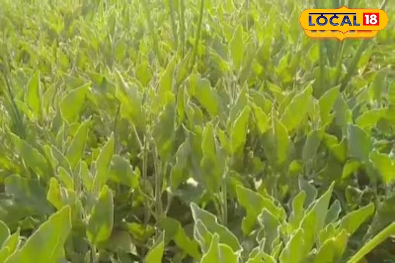 आधा एकड़ में एक लाख की कमाई आधा एकड़ में एक लाख की कमाई
