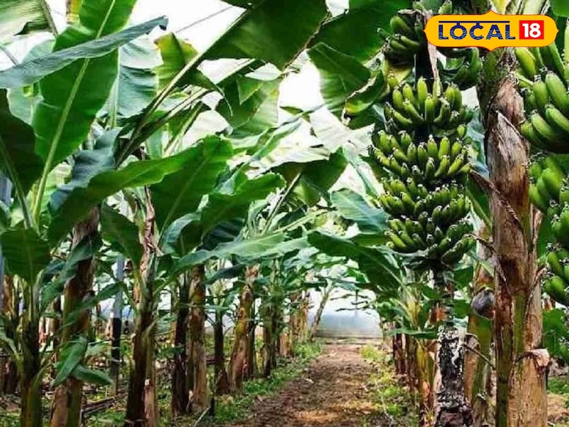 Banana Farming, Banana Farming tips, Banana Farming method, Red Banana, Yellow banana, banana farming, agriculture, Banana Farming, banana cultivation, banana ki kheti kaise kre,