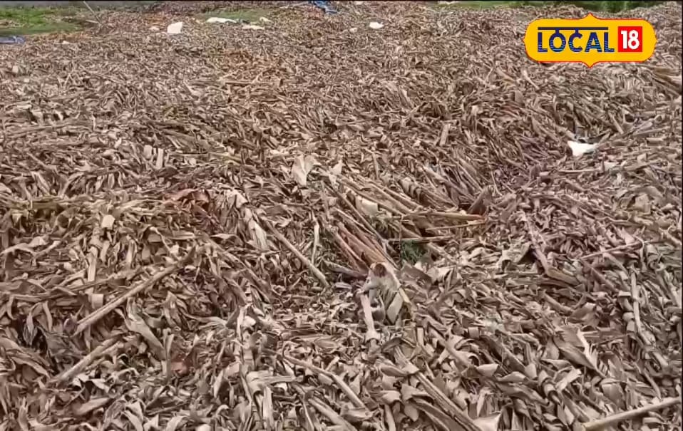 यूपी के किसान ने कर दिया अनोखा अविष्कार, केले के पत्तों का किया ऐसा इस्तेमाल…अब डबल हो जाएगा मुनाफा!