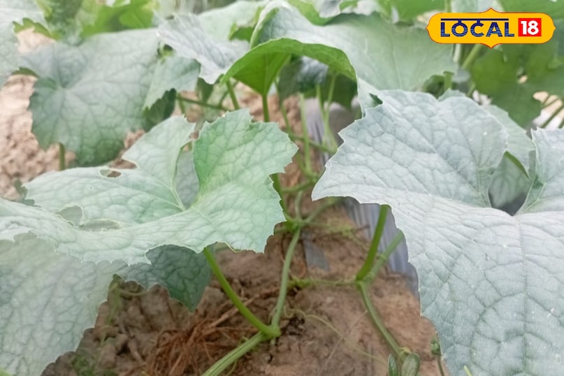 तोरई की फसल से अच्छा उत्पादन कैसे लें, तोरई की फसल कैसे उगाएं, बरसात में तोरई की फसल की देखभाल कैसे करें, तोरई के पौधों की ग्रोथ को तेज कैसे करें, लोकल 18, How to get good production from Ridge gourd crop, how to grow Ridge gourd crop, how to take care of Ridge gourd crop in rainy season, how to speed up the growth of Ridge gourd plants, Local 18