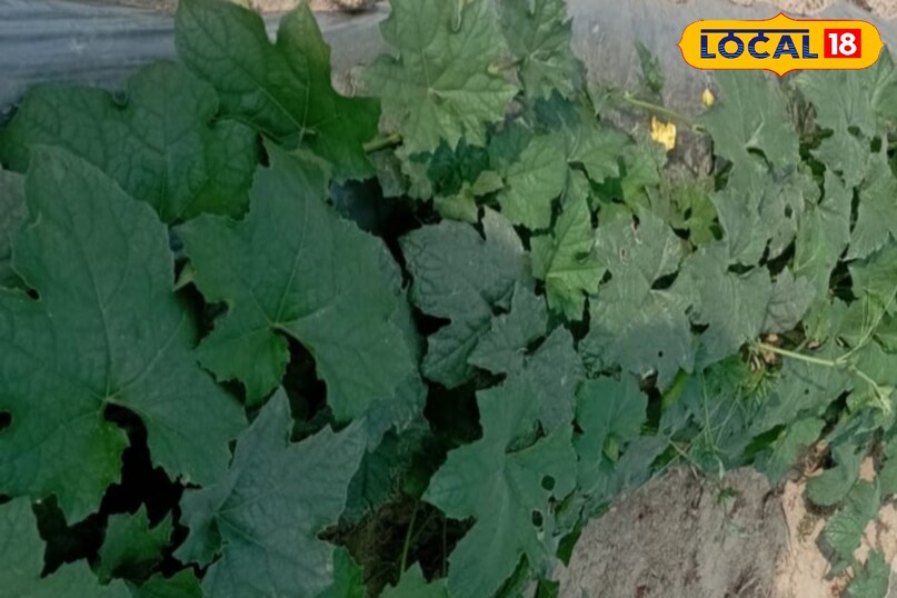 तोरई की फसल से अच्छा उत्पादन कैसे लें, तोरई की फसल कैसे उगाएं, बरसात में तोरई की फसल की देखभाल कैसे करें, तोरई के पौधों की ग्रोथ को तेज कैसे करें, लोकल 18, How to get good production from Ridge gourd crop, how to grow Ridge gourd crop, how to take care of Ridge gourd crop in rainy season, how to speed up the growth of Ridge gourd plants, Local 18
