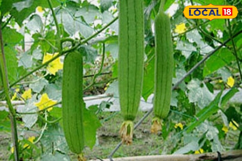 तोरई की फसल से अच्छा उत्पादन कैसे लें, तोरई की फसल कैसे उगाएं, बरसात में तोरई की फसल की देखभाल कैसे करें, तोरई के पौधों की ग्रोथ को तेज कैसे करें, लोकल 18, How to get good production from Ridge gourd crop, how to grow Ridge gourd crop, how to take care of Ridge gourd crop in rainy season, how to speed up the growth of Ridge gourd plants, Local 18