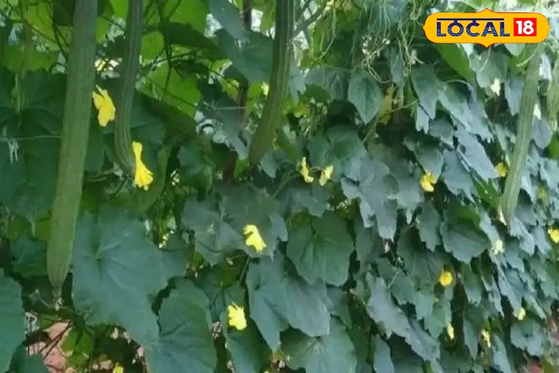 तोरई की फसल से अच्छा उत्पादन कैसे लें, तोरई की फसल कैसे उगाएं, बरसात में तोरई की फसल की देखभाल कैसे करें, तोरई के पौधों की ग्रोथ को तेज कैसे करें, लोकल 18, How to get good production from Ridge gourd crop, how to grow Ridge gourd crop, how to take care of Ridge gourd crop in rainy season, how to speed up the growth of Ridge gourd plants, Local 18