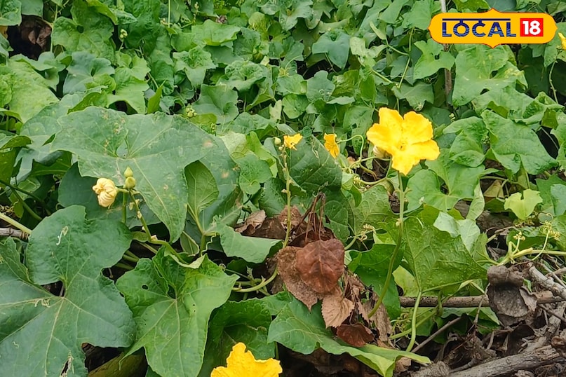 तोरई की फसल से अच्छा उत्पादन कैसे लें, तोरई की फसल कैसे उगाएं, बरसात में तोरई की फसल की देखभाल कैसे करें, तोरई के पौधों की ग्रोथ को तेज कैसे करें, लोकल 18, How to get good production from Ridge gourd crop, how to grow Ridge gourd crop, how to take care of Ridge gourd crop in rainy season, how to speed up the growth of Ridge gourd plants, Local 18