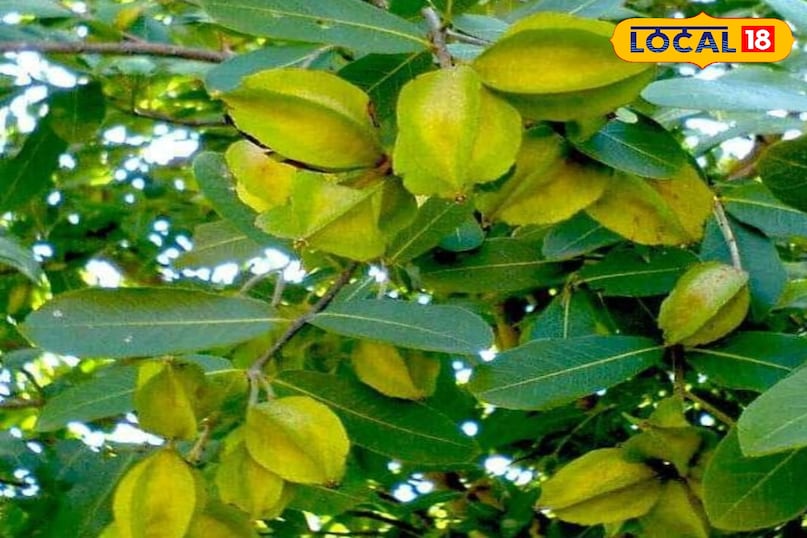 Arjun tree Arjun tree