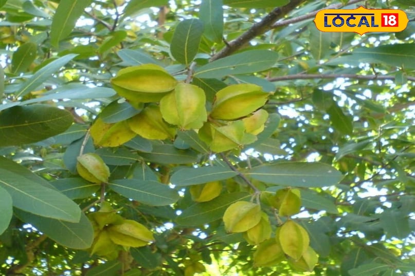 Arjun tree Arjun tree