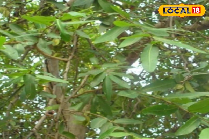 Arjun tree Arjun tree
