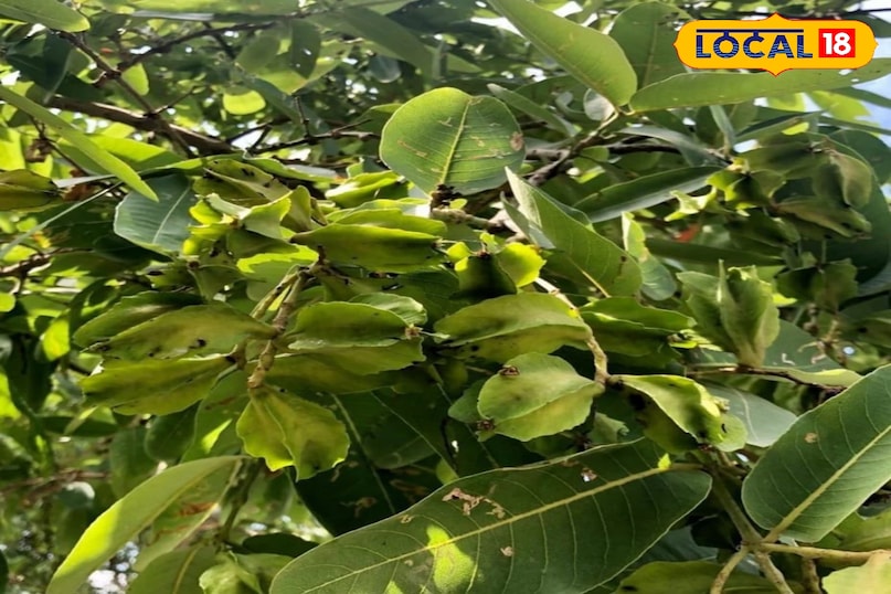 Arjun tree Arjun tree