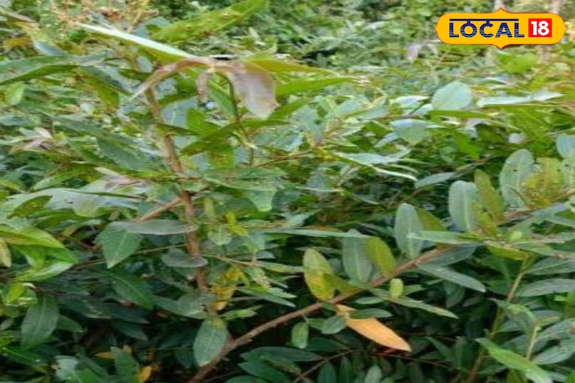 Arjun tree Arjun tree