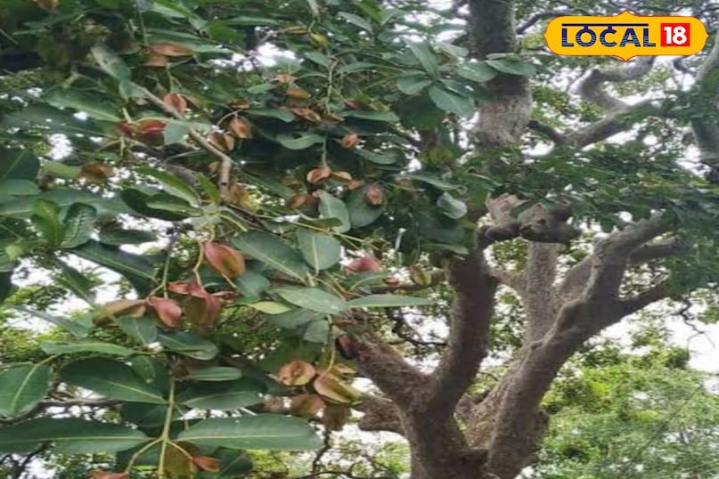 Arjun tree Arjun tree