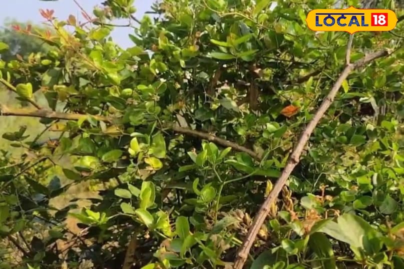 Health tips beneficial for health Amethi work plant beneficial plant Uttar Pradesh News 18 Hindi Health tips beneficial for health Amethi work plant beneficial plant Uttar Pradesh News 18 Hindi