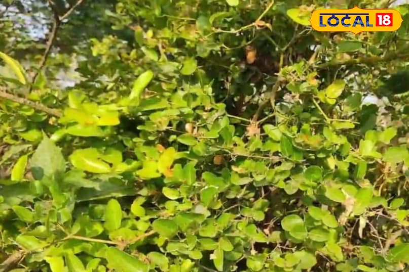 Benefits of health beneficial plant in various diseases, Health Amethi Uttar Pradesh Benefits of health beneficial plant in various diseases, Health Amethi Uttar Pradesh