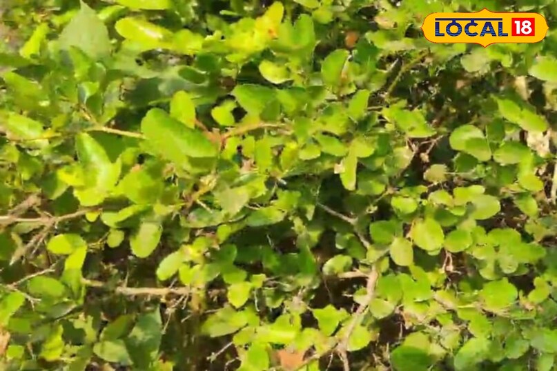 Beneficial Plant Beneficial Health Amethi Uttar Pradesh News 18 Beneficial Plant Beneficial Health Amethi Uttar Pradesh News 18