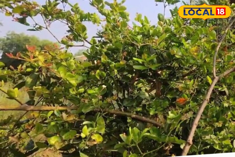 Grassman plant beneficial for health beneficial unlimited energy diseases distant health tips Amethi Uttar Pradesh News18 Grandcraft plant beneficial for health beneficial unlimited energy diseases distant health tips Amethi Uttar Pradesh News18