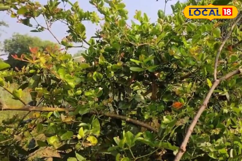 Karaundi plant beneficial for useful health every part, Amethi Uttar Pradesh News 18 Hindi Karaundi plant beneficial for useful health every part, Amethi Uttar Pradesh News 18 Hindi