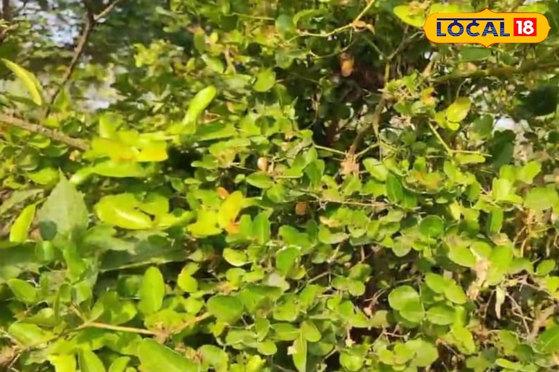 Karaundi plant beneficial for health enough fiber Health Amethi Uttar Pradesh News 18 Hindi Karaundi plant beneficial for health enough fiber Health Amethi Uttar Pradesh News 18 Hindi