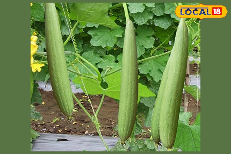 Beneficial in skin diseases and anemia