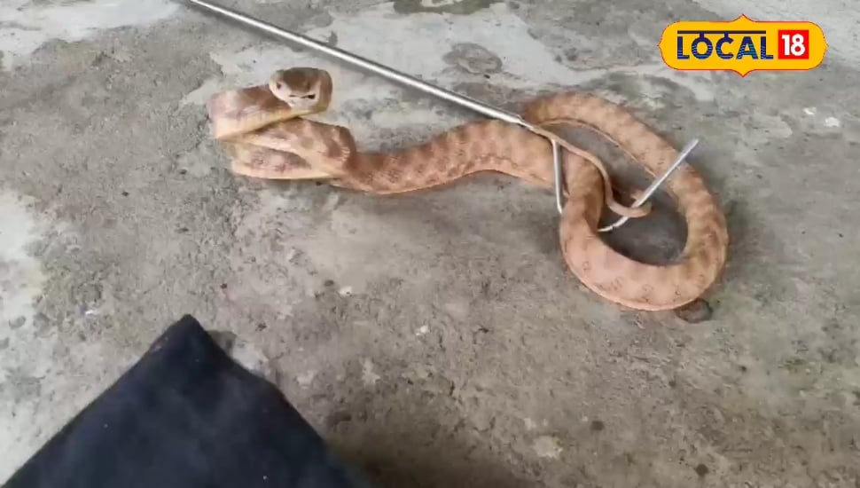 Video:कार लेने पहुंचे और सांप ने किया स्वागत! अनोखा रेस्क्यू ऑपरेशन देख बढ़...