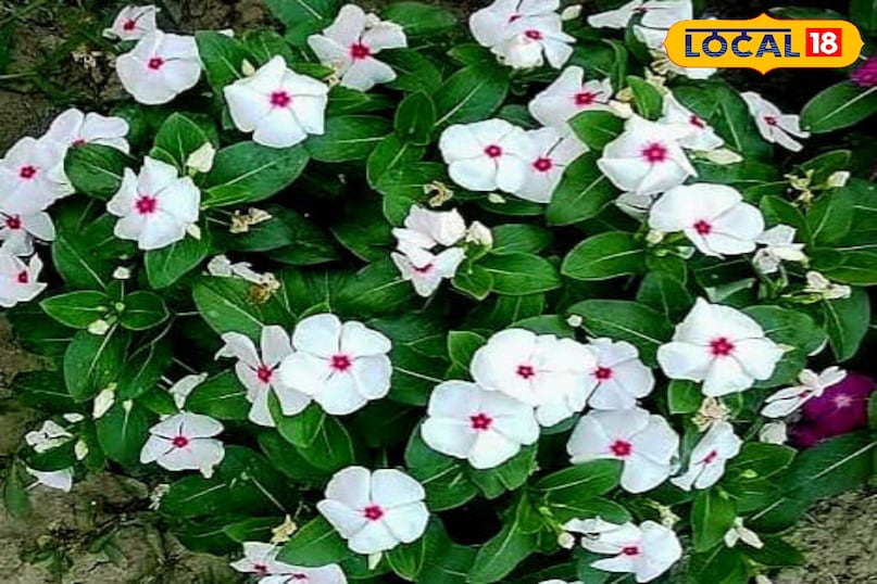 समाचार 18 समाचार 18