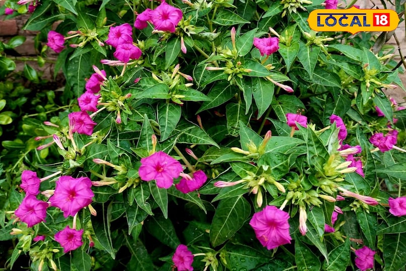 समाचार 18 समाचार 18