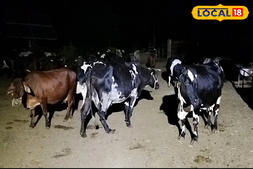अनंत जैन खरगोन, अनंत जैन डेयरी फॉर्म कसरावद, local18, khargone letest news, Madhya Pradesh hindi news 