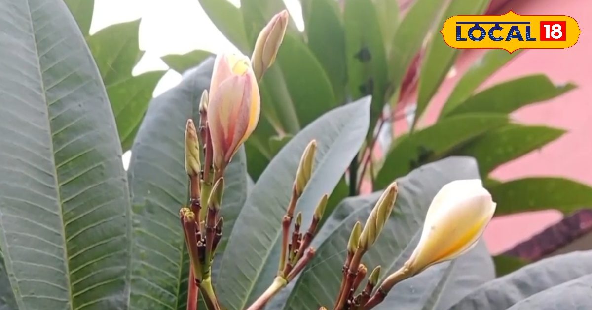 माता लक्ष्मी का प्रिय है ये पौधा! सेहत के लिए वरदान, मानसिक तनाव करे कम; इन बीमारियों में भी फायदेमंद